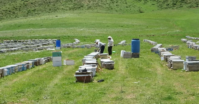 Bodrumlu arıcı, 5 yıldır Yüksekova da bal hasadı yapıyor Hakkari Haberleri