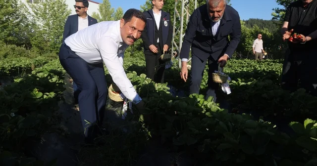 Lezzetiyle damaklarda tat bırakan çilekte 10 bin 900 ton rekolte bekleniyor Hatay Haberleri