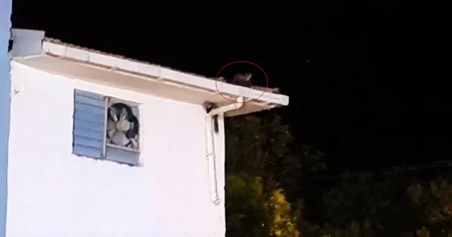 Gercüş te iki sansarın trafo üzerindeki oyunu kameraya takıldı Batman Haberleri