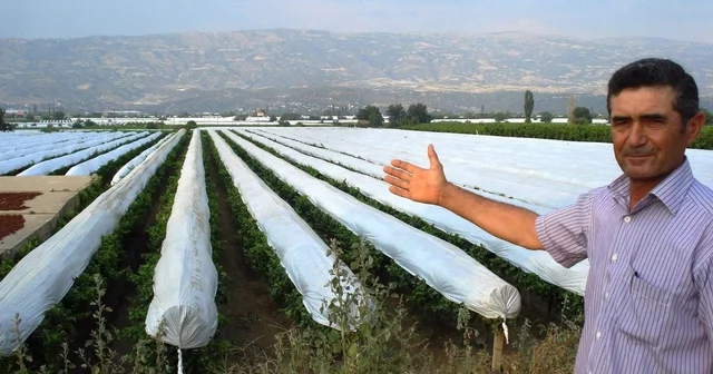Sarıgöl Ovası beyaza bürünmeye hazırlanıyor Manisa Haberleri