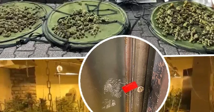 Yoğun koku yayılınca ortaya çıktı! İzole edilmiş odada pes dedirten düzenek: Piyasa değeri 30 milyon lira