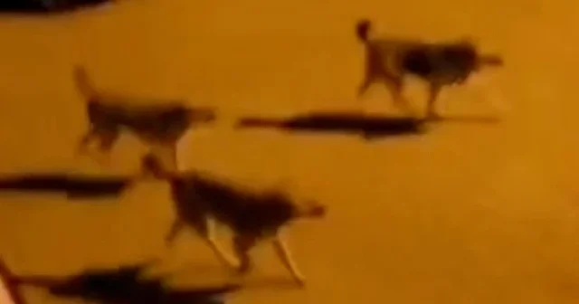 Bolu’da sahipsiz köpek sürüsü mahalleliyi tedirgin etti VİDEO İZLE