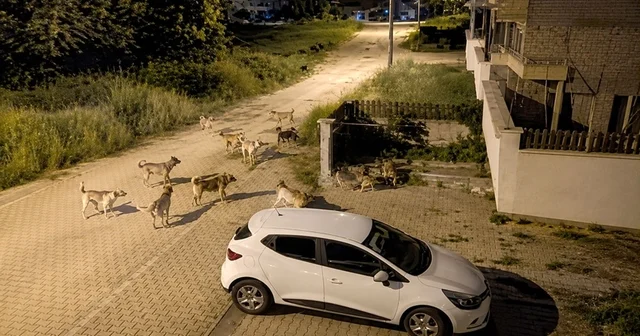 Bolu da köpek sürüsü tedirginliği Bolu Haberleri