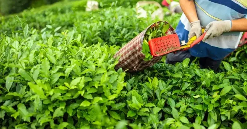 Yaş çay alımı ikinci sürgün ne zaman başlayacak? ÇAYKUR beklenen tarihi açıkladı