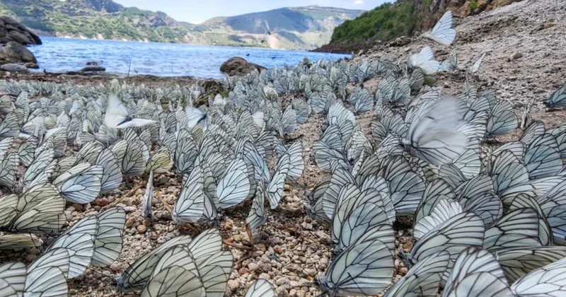 Nemrut Krater Gölü nde kelebek şöleni