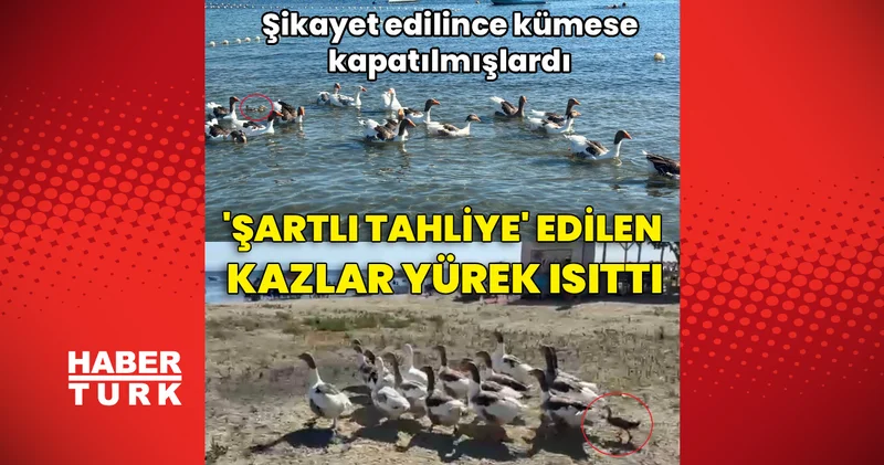Şikayet edilince kümese kapatılmışlardı... Şartlı tahliye edilen kazlar yürek ısıttı