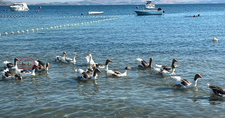Erdek’in Şartlı Tahliyeli kazları sahile döndü: Sürüye bir de ördek yavrusu katıldı
