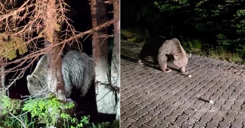 Uludağ da yiyecek arayan dev ayı kamerada