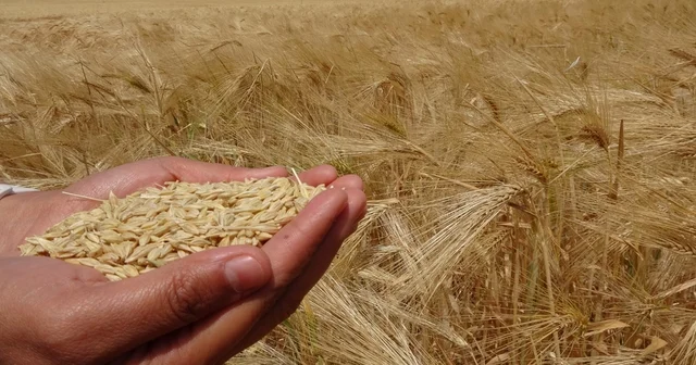 Yozgat ta arpa hasadı başladı Yozgat ta 805 bin dekar ekili alanda arpa hasadı başladı Yozgat Haberleri Habertürk Yerel Haberler