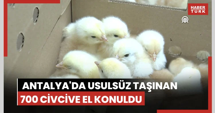 Antalya da usulsüz taşınan 700 civcive el konuldu