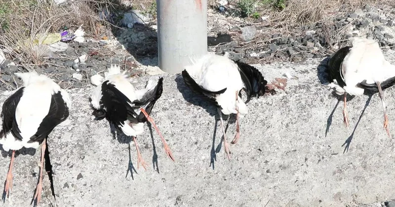 Küçükçekmece de Leylek Felaketi: 52 Ölü, 5 Yaralı