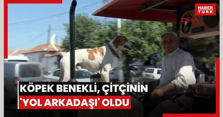 Köpek Benekli, çiftçinin yol arkadaşı oldu