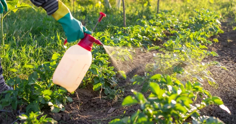 Pestisitler ALS riskini yüzde 71 e kadar artırıyor Haberler