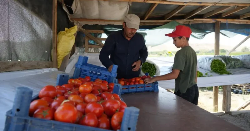 Ayaş domatesi dalından toplanıyor! Kilosu 50 lira