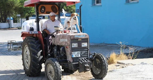 Köpek Benekli, kendisini sahiplenen çiftçinin yol arkadaşı oldu İzmir Haberleri Habertürk Yerel Haberler