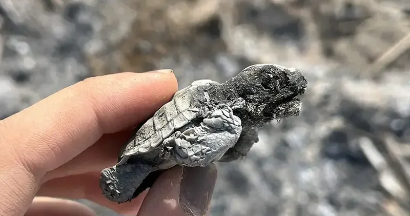 Kumsalda yakılan ateş, denize ulaşmaya çalışan yavru carettanın ölümüne neden oldu