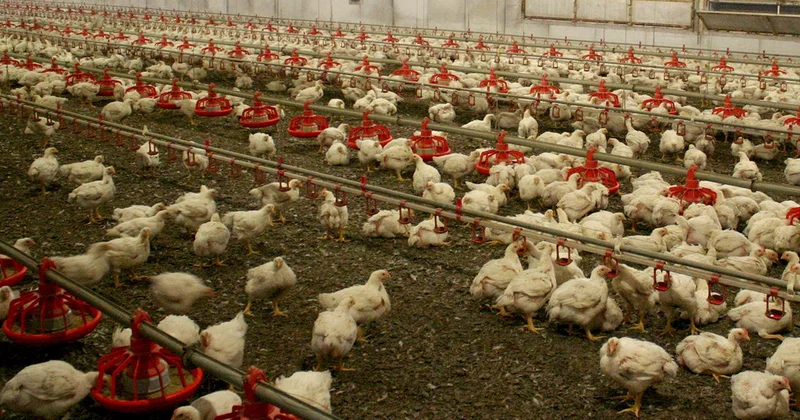Kuş gribi yayılıyor: Avustralya kümes hayvanlarını kapalı alanlara taşıyor