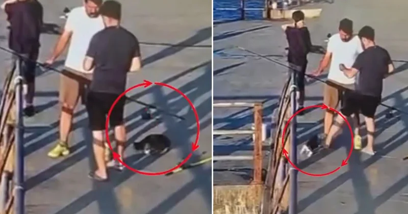 Üsküdar’da kediye tekme atıp denize düşürdü! Çevredekiler tepki gösterdi