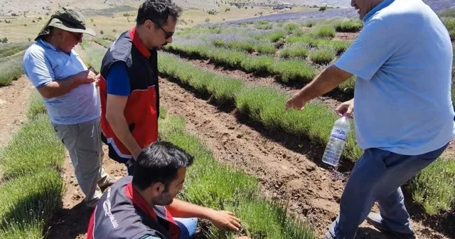 Lavanta tarlalarında çekirge popülasyonu incelendi Antalya Haberleri Habertürk Yerel Haberler