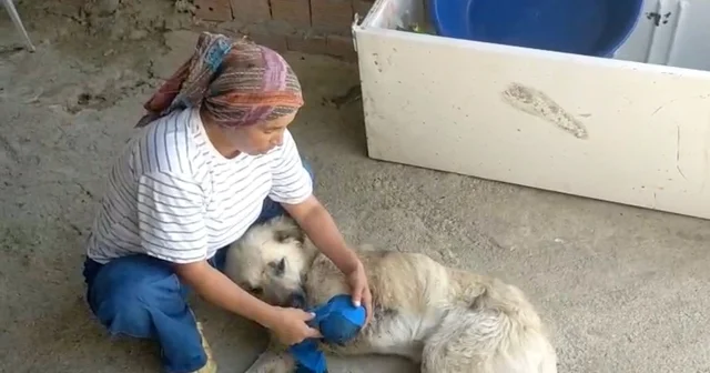 Çoban köpeğini tüfekle vurup sakat bıraktılar Bacağını kaybeden köpek için sahibi suç duyurusunda bulundu Antalya Haberleri Habertürk Yerel Haberler