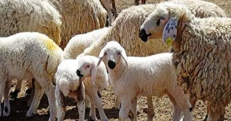Aç bırakmayacak meslek! Aylık 250 bin lira kazandırıyor