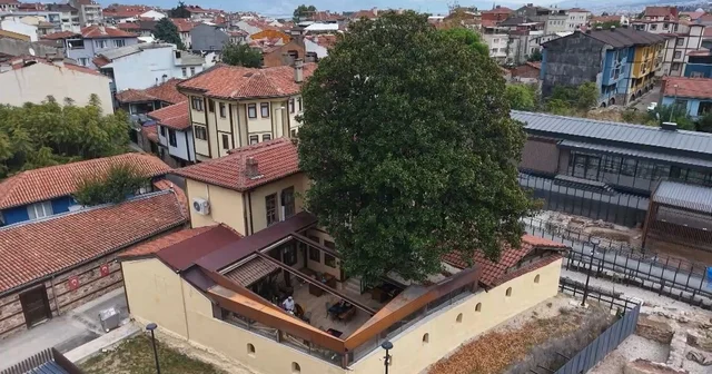 Kökleri 3 asra, hatırası Zeki Müren e uzanan manolya ağacının altında vefa nöbeti Bursa Haberleri Habertürk Yerel Haberler