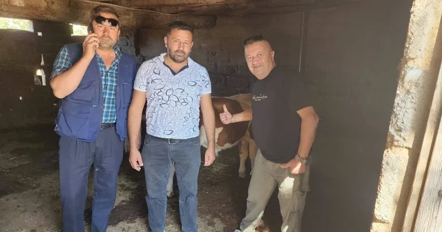 Çivril de kaybolan iki buzağı mahalle halkını seferber etti Denizli Haberleri Habertürk Yerel Haberler