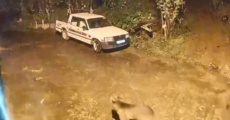 Ayı evin kapısına kadar geldi, o anlar kamerada