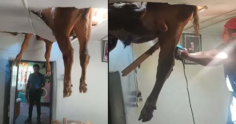 Evin çatısına düşen boğa, delinen tavanda asılı kaldı