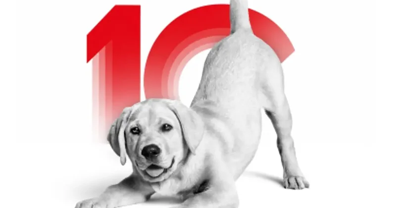 Kedi ve köpeklerin gizemli dünyasına davetlisin: Royal Canin Deneyim Evi nde seni neler bekliyor?
