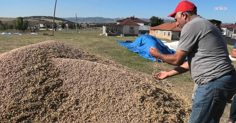 Hasat sonrası çiftçiler için bir daha ekmeyin uyarısı yapıldı Sözcü Gazetesi