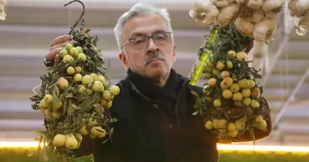 Sivas haberleri Sivas ta 2 yılda bir hasat edilen ilginç meyve tüketilmeden önce çürümeye bırakılıyor 07 Ekim 2026