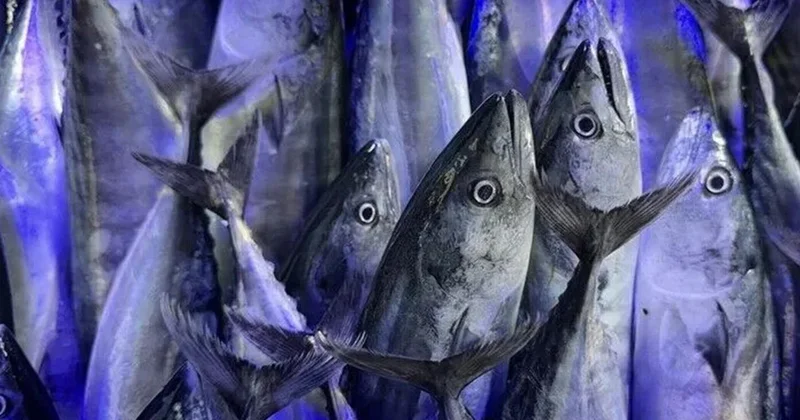 Karadeniz bereketi tezgaha vurdu! Palamut 50 liraya kadar düştü