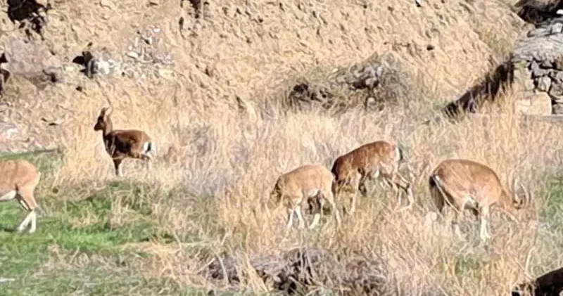 Mahalleye inen dağ keçileri, evlerin arasında dolaşıyor