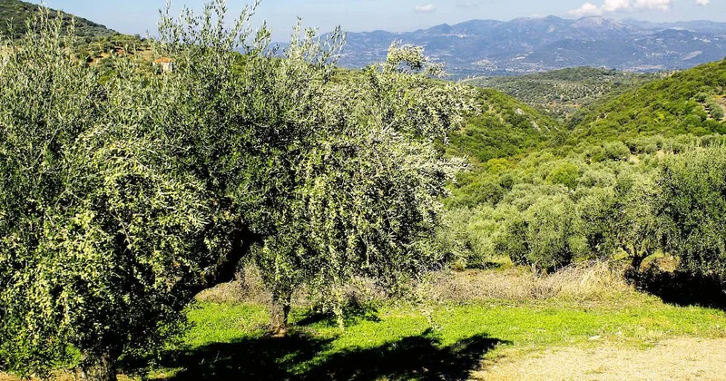 Dünyada sadece İspanya, İtalya, Kanada ve Türkiye’de var: Bilim hala açıklayamıyor Sözcü Gazetesi