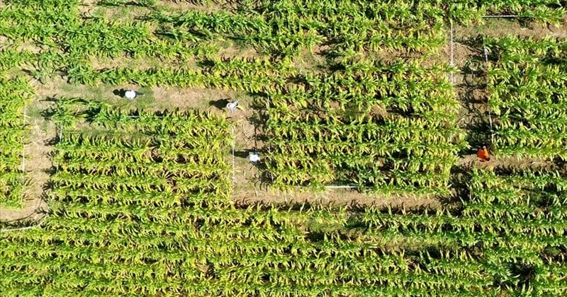 Endişelerin ardından o ülkede mısır ihracatı yasaklandı