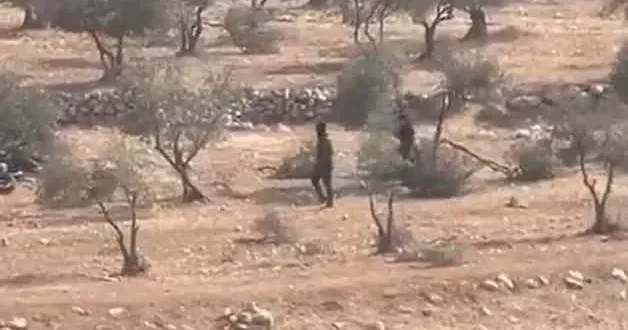 Vahşiler! Siyonist işgalciler zeytin ağaçlarını yok etti