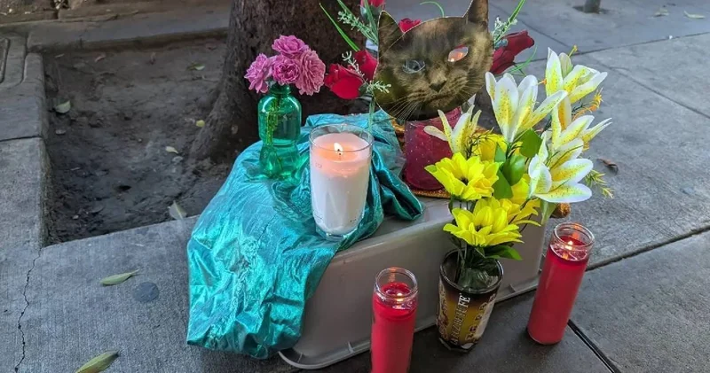 Kediyi ezen robotaksi Waymo, Musk’ı harekete geçirdi: Musk’ın hangi tarafta olduğunu tahmin edin!