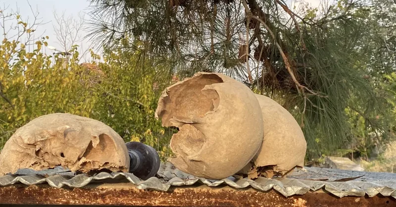 Tüyler ürperten olay! Gerçek ortaya çıktı
