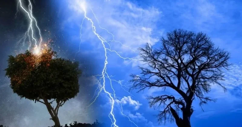 Evinizin etrafında dikmemeniz gereken ağaçlar: Hem yıldırım hem de belayı çekiyor Sözcü Gazetesi