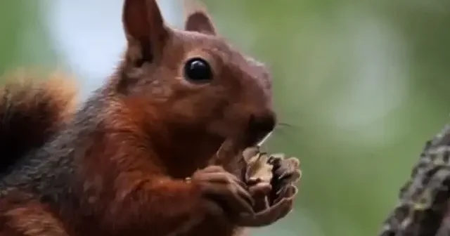 Alaçam’da sonbahar güzelliğine sevimli misafirler: Sincaplar mesire alanına neşe kattı VİDEO İZLE