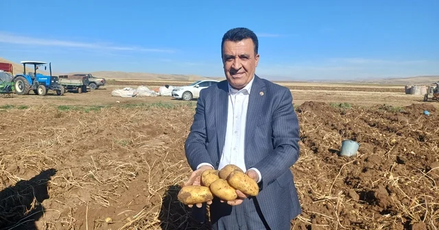 Malazgirt te patates hasadına başlandı Muş Haberleri