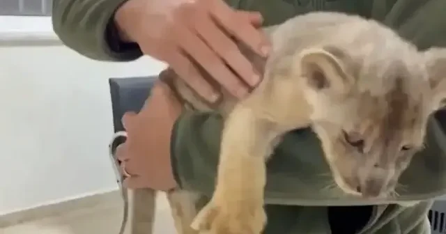 Tuzla’da yasa dışı yollarla getirilen 35 günlük Afrika aslanı yavrusu ele geçirildi VİDEO İZLE