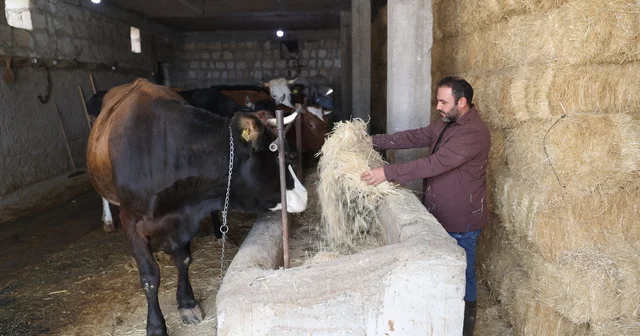 Genç veteriner Uzman Eller Projesi ile büyükbaş işletmesini büyüttü Nevşehir Haberleri