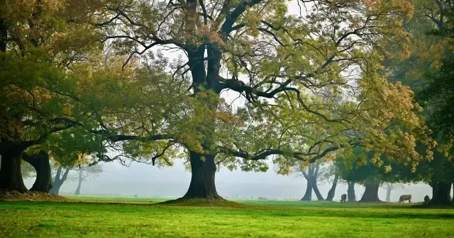 Efteni Kuş Cenneti’nde sonbahar renkleri sisle bütünleşti VİDEO İZLE
