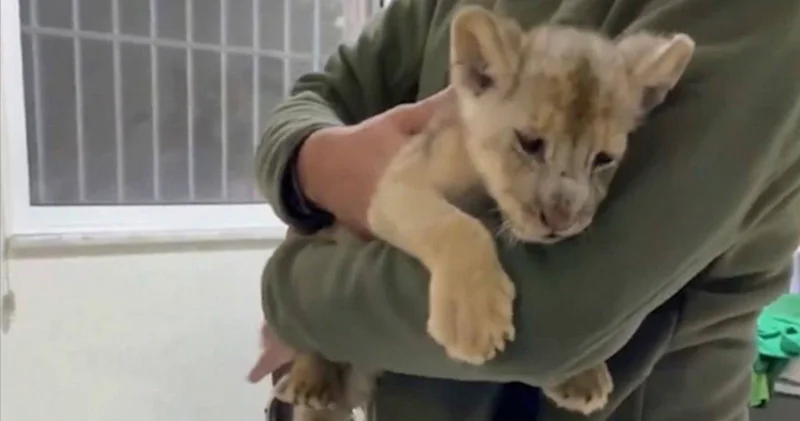 Kaçak yolla getirilen Afrika aslanı yavrusuna el konuldu, iki kişiye idari para cezası verildi