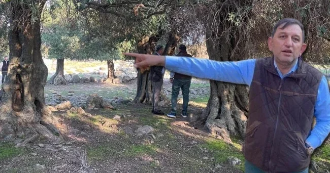 Türkiye de sadece Gökçeada da var! Dünyada çok fazla yerde bulunmuyor: Nasıl gelmiş, kim getirmiş bilen yok