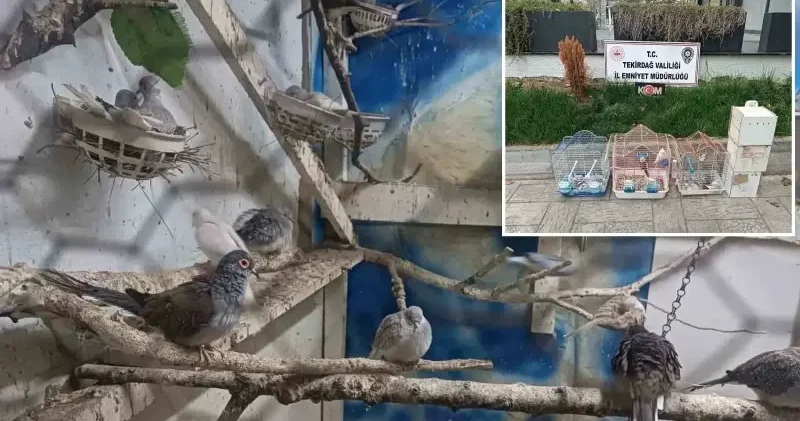 Tekirdağ’da yasa dışı hayvan yetiştiriciliğine cezai işlem uygulandı Tekirdağ Haberleri