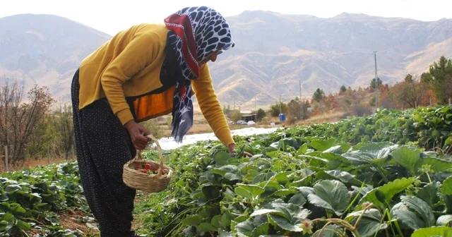 Hobi olarak başladığı çilek üreticiliği geçim kaynakları oldu Malatya Haberleri