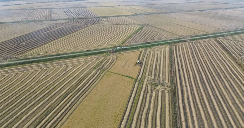 Yeni sezon pirinci piyasada, fiyatlar sessizce değişiyor Sözcü Gazetesi